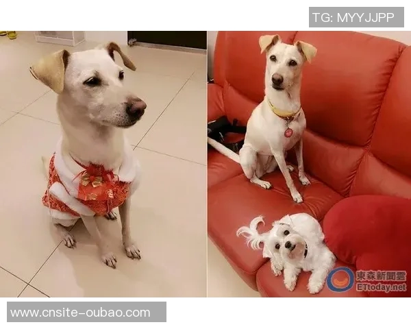 佩奇布克斯在Unrivaled第二轮比赛中豪取16分10篮板6助攻并投中制胜球 佩奇布克斯在Unrivaled第二轮比赛中豪取16分10篮板6助攻并投中制胜球